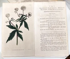 1792 Curtis Botanical #204 Ranunculus Aconitifolius, Mountain Crowfoot Fair Maid