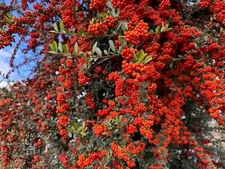 25 SCARLET FIRETHORN Pyracantha Coccinea Bush Shrub Flower Seeds *Flat S/H