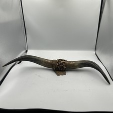 Buffalo Horns