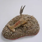 1 Piece CRAYFISH Animal Specimen Crustacean River Crab Sea Decoration