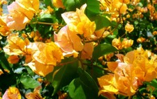 Well Rooted  CALIFORNIA GOLD  Live Bougainvillea starter/plug plant 