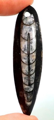 65 Ct 9X17X64 mm Natural Orthoceras Fossil Pear Cabochon Drill Gemstone HB-101