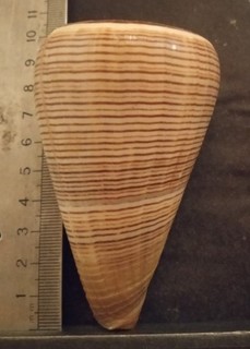 COLLECTION COQUILLAGE : CONUS FIGULINUS