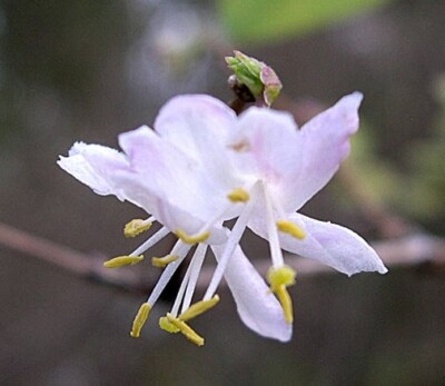 Lonicera fragrantissima | Winter Honeysuckle | 20_Seeds | eBay