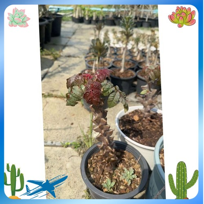 #ad #ad RareSucculent plant Beiselia mexicana OwnRoot high 8CM $69.99