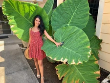 2-Pack Giant Elephant Ear Colocasia Bulbs - Tropical Plant for Lush Garden Grow