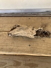 Fossilized bison horn