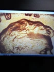 1958 Lincoln Wheat Penny Cent Skull Head Die Cracks Error BU RED From OBWR  #4
