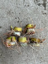5 PCs Rooted Sugarcane Cutting Sweet Juicy Tropical Plant Ready To Plant