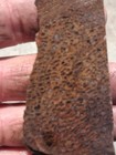 Rough Slab Dinosaur Gem Bone 51g 1/4" Thick Lapidary Cabbing #B-6 — photo 1