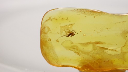 Baltic Amber with 4 Insects | Fossil Inclusions in Genuine Certified Amber - Picture 8 of 9