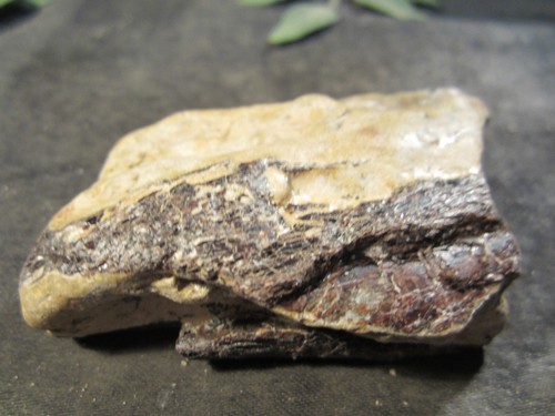 Dinosaurierknochen - Mosasaurier Kieferknochen, North Sulphur River Texas, USA - Bild 6 von 9