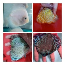 Pack of 4 Discus Fish 3.5  -3.75  - Live Fish Aquarium Overnight Shipping