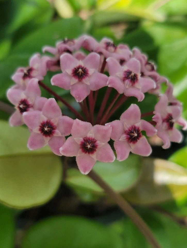 Hoya Live Plant Wax Flowers Porcelain Flower Pink Unrooted Cutting - Image 3 of 4