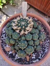 Rare Seed Grown Cactus, Extremely Old,  Jordy Cluster 6