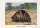 1900s MADAGASCAR RADIATED TORTOISE Antique Lithograph Print A.Brehm