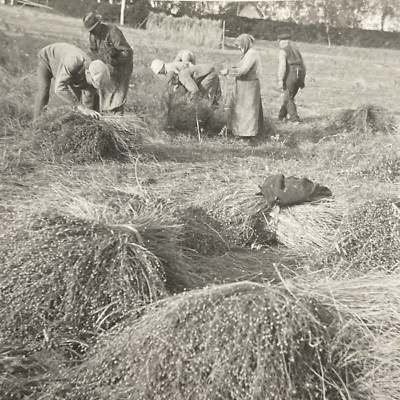 1930s Women & Men Working in Hay Fields Farming Hard Labor Sweden Photo P10z14