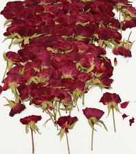 12 pcs Red Rose with Stem Real Natural Dried Pressed Flowers for Resin Scrapb...