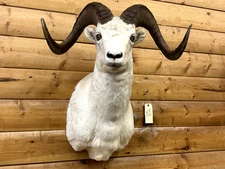 Shoulder Mount Alaskan Dahl Sheep Bighorn Grand Slam Real Horn Taxidermy WD42