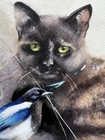 ORIGINAL “Tortie Cat & Magpie” Artist Nat Hodson 2025 8”x11.5”  NOT AN ACEO — photo 7