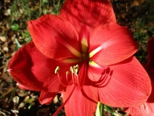 1 small Amaryllis bulb, Stargazer,  10-14 cm. circumference Hippeastrum Hybridum