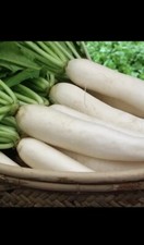 Indian Bangladeshi Seeds Early White Radish, Mula, Mola, Muli, মুলা,200 Seeds.