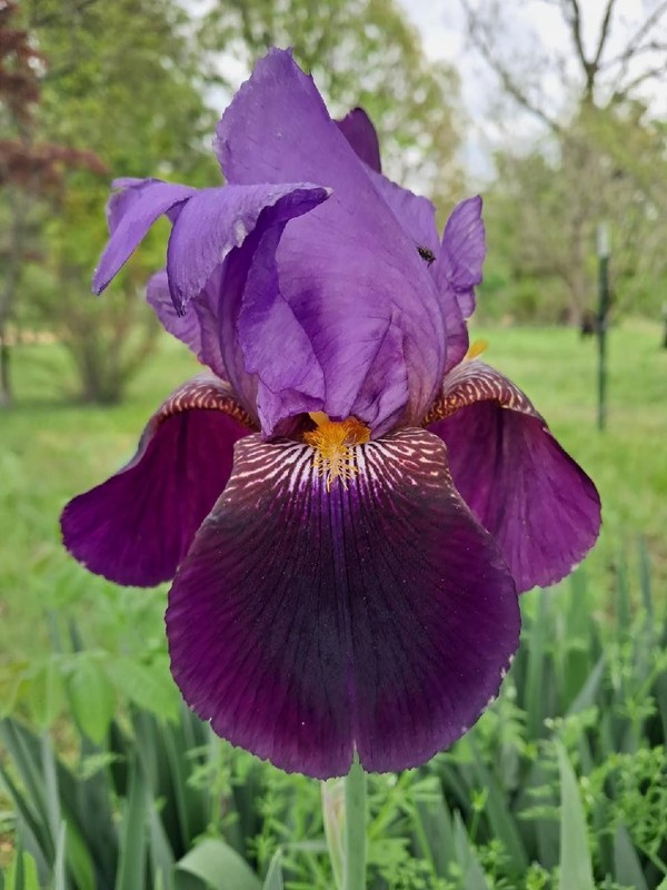 2-tone purple colored: tall bearded iris: 1 bonus with any 5