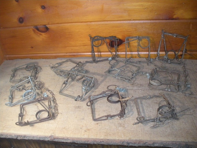 12 Vintage Conibear #110 Animal Traps / Victor / Very Good Condition