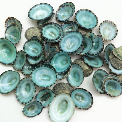 50PC Green Limpet Shells Craft Sea Shells, 1/2 Inch ~ 1 Inch