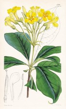 Pittosporum Flavum Australia flower botany flower botany lithograph Curtis 4799