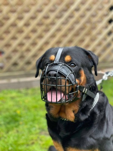 Strong Metal Wire Basket Dog Muzzle Rottweiler, Mastiff, Golden Retriever - 第 1/12 張圖片