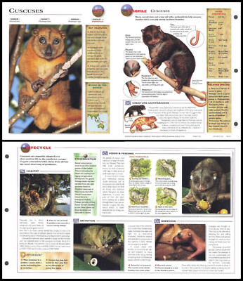 Fold-Out Sheet - Cuscuses (Cuscus) - 218