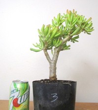 Big Jade Gollum Crassula plant for shohin mame bonsai thick trunk 3 free ship
