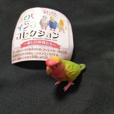 Hand sized parakeet collection New companions Budgerigar Unused home storage ite