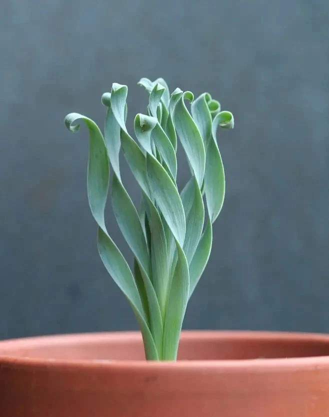 RARE ROOT TUBER CAUDEX PLANT BONSAI SUCCULENT ALBUCA NAMAQUENSIS BAKER 13-11 - image 4 of 4