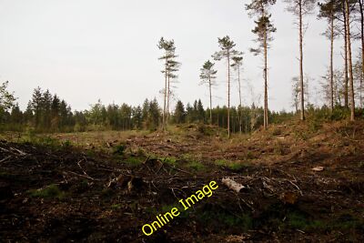 Foto 6x4 Klarsichtfällung in Kreuzfahrten Holz Challoch\/NX3867 um 2014