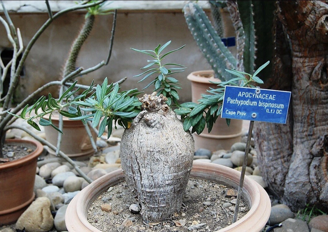 kirschlorbeer hochstamm kaufen Portugiesischer Kirschlorbeer – Prunus lusitanica 'Angustifolia' (Hoch –  Blupf by Kitzinger