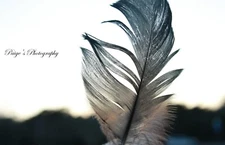 Digital image picture photo wallpaper  beautiful feather in the sunlight