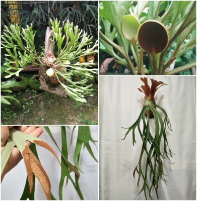 2 Spore Platycerium Ridleyi Thin Willinckii Bali Staghorn Fern From Artandplants Ebay 2 Spore Platycerium Ridleyi Thin Willinckii Bali Staghorn Fern From Artandplants Ebay
