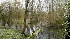 Photo 6x4 Rivers Meden and Maun merge here Perlethorpe  c2015