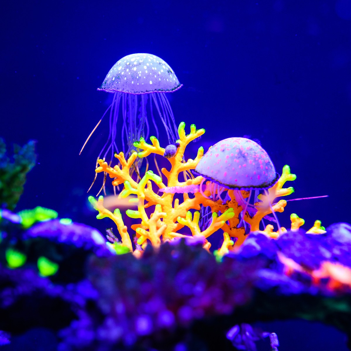 Seashell Home Decor 16 PCS Natural Hermit Crab Shells - Mixed Size