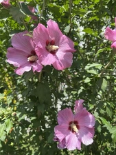 50 Pink Rose of Sharon Seeds (Hibiscus syriacus, Aphrodite Althea) 2024 Fall
