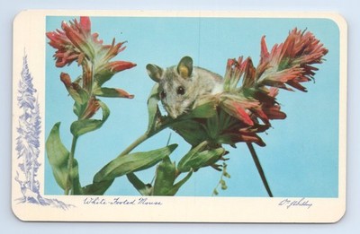 1956 White-Footed Mouse Postcard Banff Alberta Wildlife Nature Wm Schulling