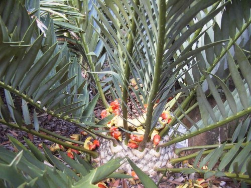 Cycad -Rare Encephalartos Trispinosus-seedling - Picture 4 of 4