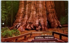 General Sherman Tree - Giant Forest of Sequoia National Park, California