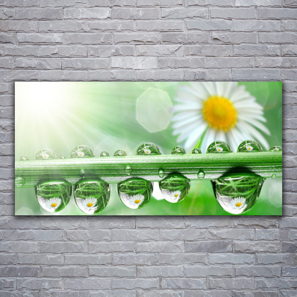 Tableau en verre acrylique 120x60cm avec impression de marguerite et rosée