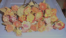 LOT 8 - DRIED FLOWERS Natural ROSES 26 Wedding Crafting Arrangements 1" AVERAGE
