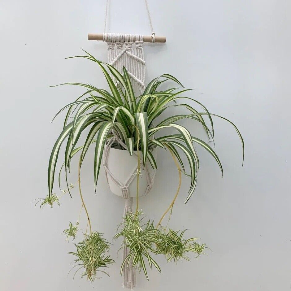 Beautiful Indoor Baby Spider Plant Chlorophytum comosum (Green) x 1  Spiderette