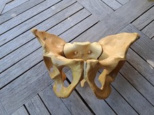 Sawbones modèle anatomique bassin, sacrum et colonne vertébrale B-13-01