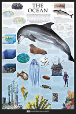 The Ocean Dorling Kindersley Maxi Poster 61 x 91,5 cm The Ocean Dorling Kindersley Maxi Poster 61 x 91,5 cm